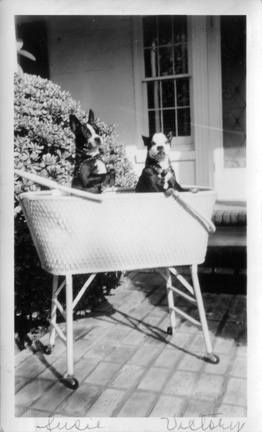 1947: Grandma Boh's Susie and Kathy's Victory (right) in bassinet