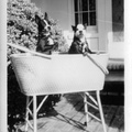 1947: Grandma Boh's Susie and Kathy's Victory (right) in bassinet