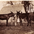 Jeff George with children and mule team on the farm.