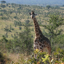 11/27 a. Murchison Falls Nat'l Park