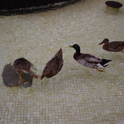 Ducks