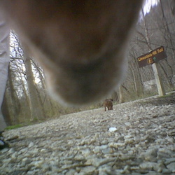 Dog Cam-Mastadon park