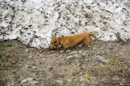 Priscilla excite to be back in the wilderness