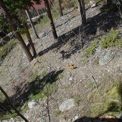 Cabin 2004 Fall