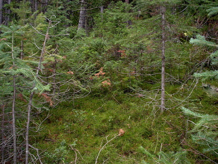 lush mountain slope with conifers